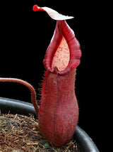 Nepenthes petiolata BE-3913