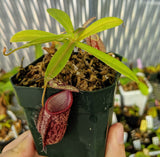 Nepenthes glabrata x hamata BE-3912