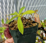 Nepenthes glabrata x hamata BE-3912