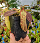 Nepenthes eymae BE-3736