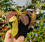 Nepenthes eymae BE-3736