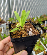 Utricularia longifolia