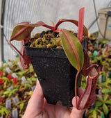 Nepenthes boschiana (Gng Sakumpang) BE-3643