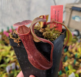 Nepenthes boschiana (Gng Sakumpang) BE-3643