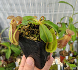 Nepenthes robcantleyi 'Queen of Hearts' x veitchii (Sungai Samba lowland) BE-3700