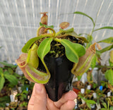 Nepenthes robcantleyi 'Queen of Hearts' x veitchii (Sungai Samba lowland) BE-3700