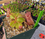 Nepenthes robcantleyi x (sibuyanensis x ventricosa) BE-3748