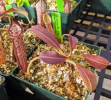 Nepenthes eymae BE-3736