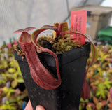 Nepenthes boschiana (Gng Sakumpang) BE-3643