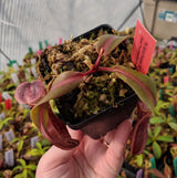 Nepenthes boschiana (Gng Sakumpang) BE-3643