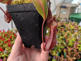 Nepenthes boschiana (Gng Sakumpang) BE-3643