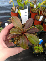 Nepenthes palawanensis BE-3651