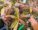 Nepenthes glabrata x hamata BE-3912