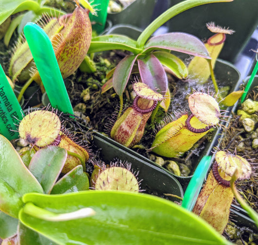 Nepenthes sibuyanensis x hamata BE-3562