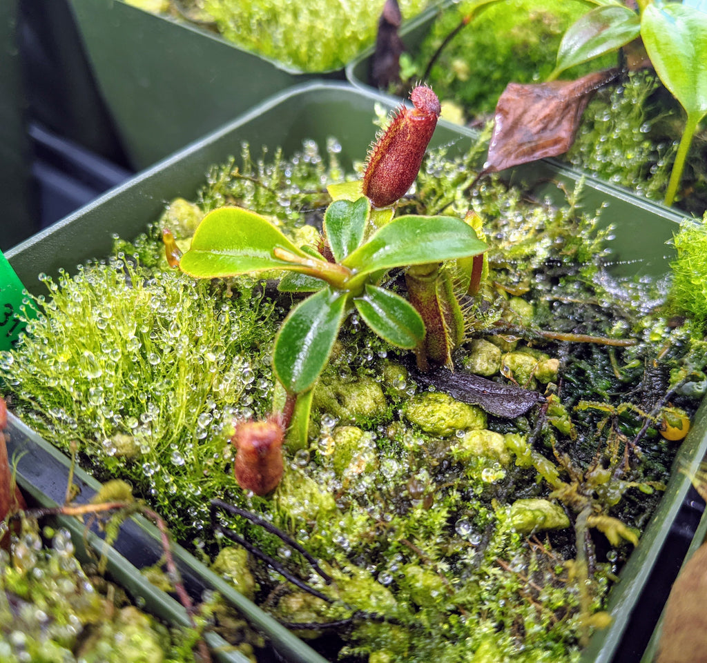 Nepenthes muluensis x lowii BE-3128