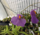 Utricularia longifolia