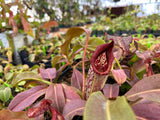 Nepenthes maxima (Gng. Lumut) BE-3067 *Confirmed female clone*